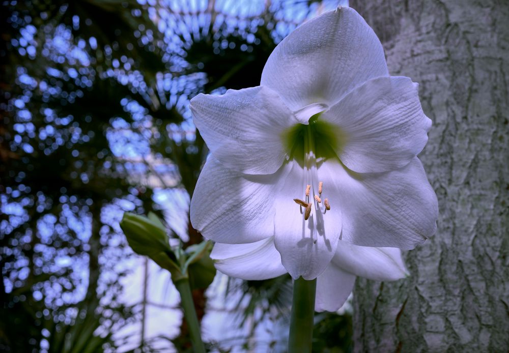 Ritterstern (Hippeastrum; aus der Familie der Amaryllisgewächse)