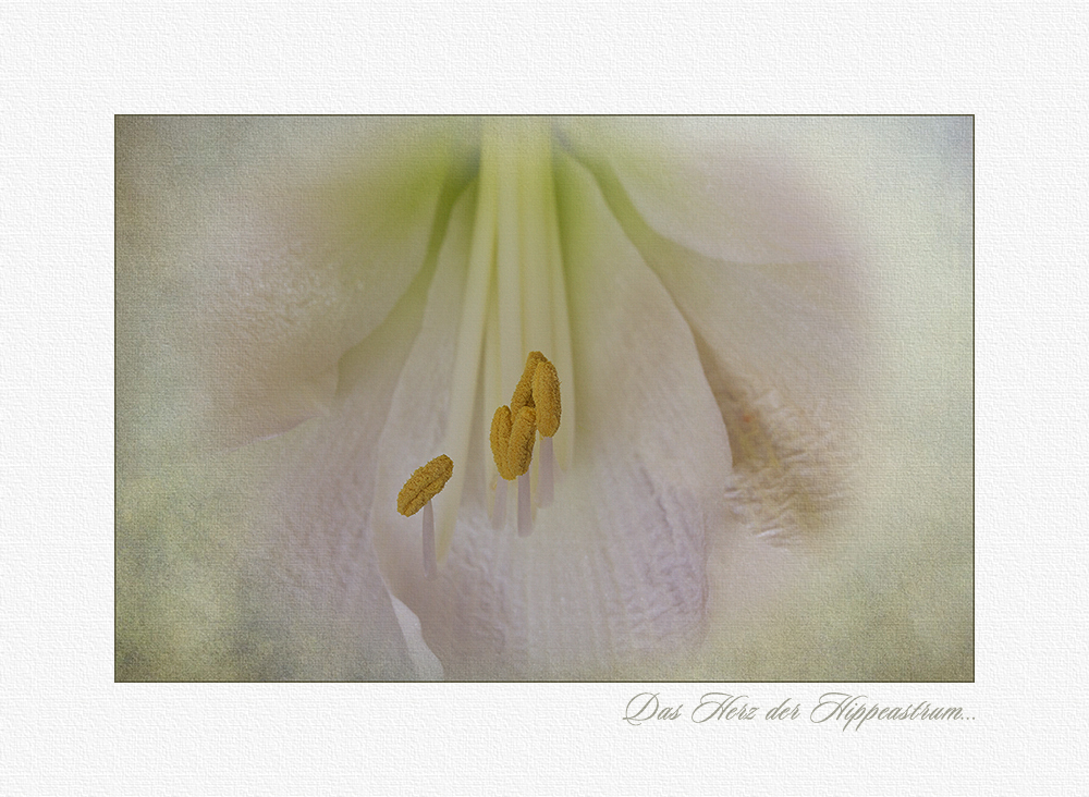 Ritterstern, Hippeastrum -