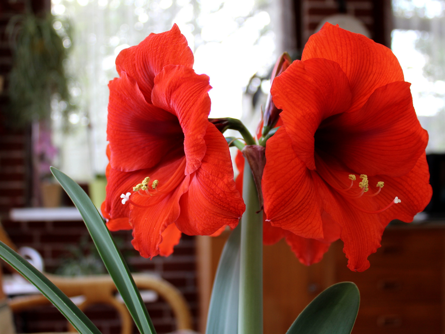  Ritterstern ( Hippeastrum )  ...