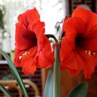  Ritterstern ( Hippeastrum )  ...