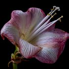  Ritterstern -Hippeastrum 