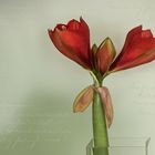 Ritterstern - Hippeastrum II....