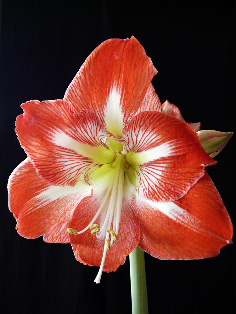 Ritterstern (Hippeastrum vittatum)