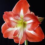 Ritterstern (Hippeastrum vittatum)