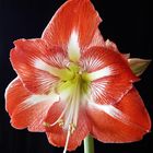 Ritterstern (Hippeastrum vittatum)