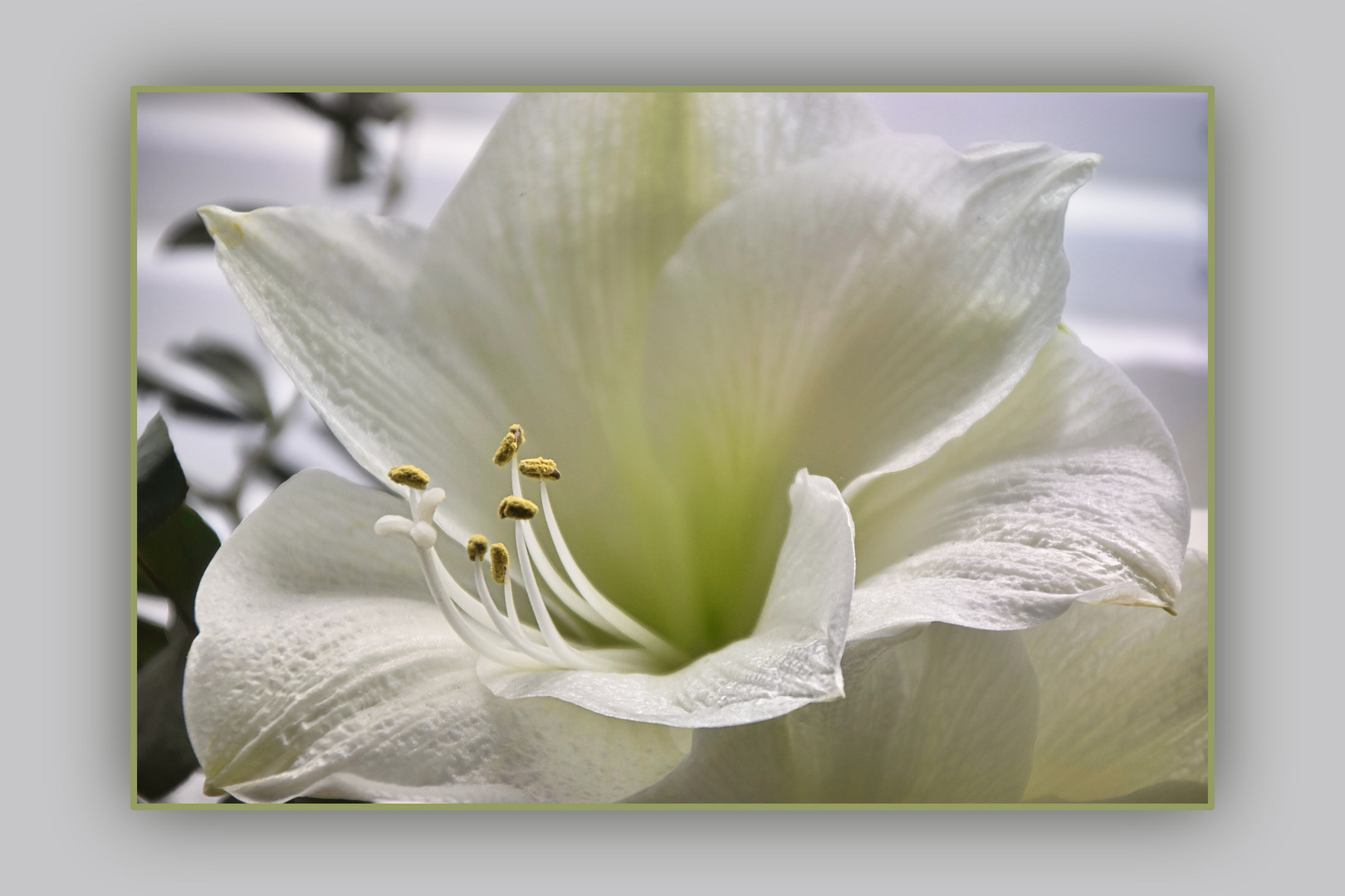 Ritterstern in voller Blüte