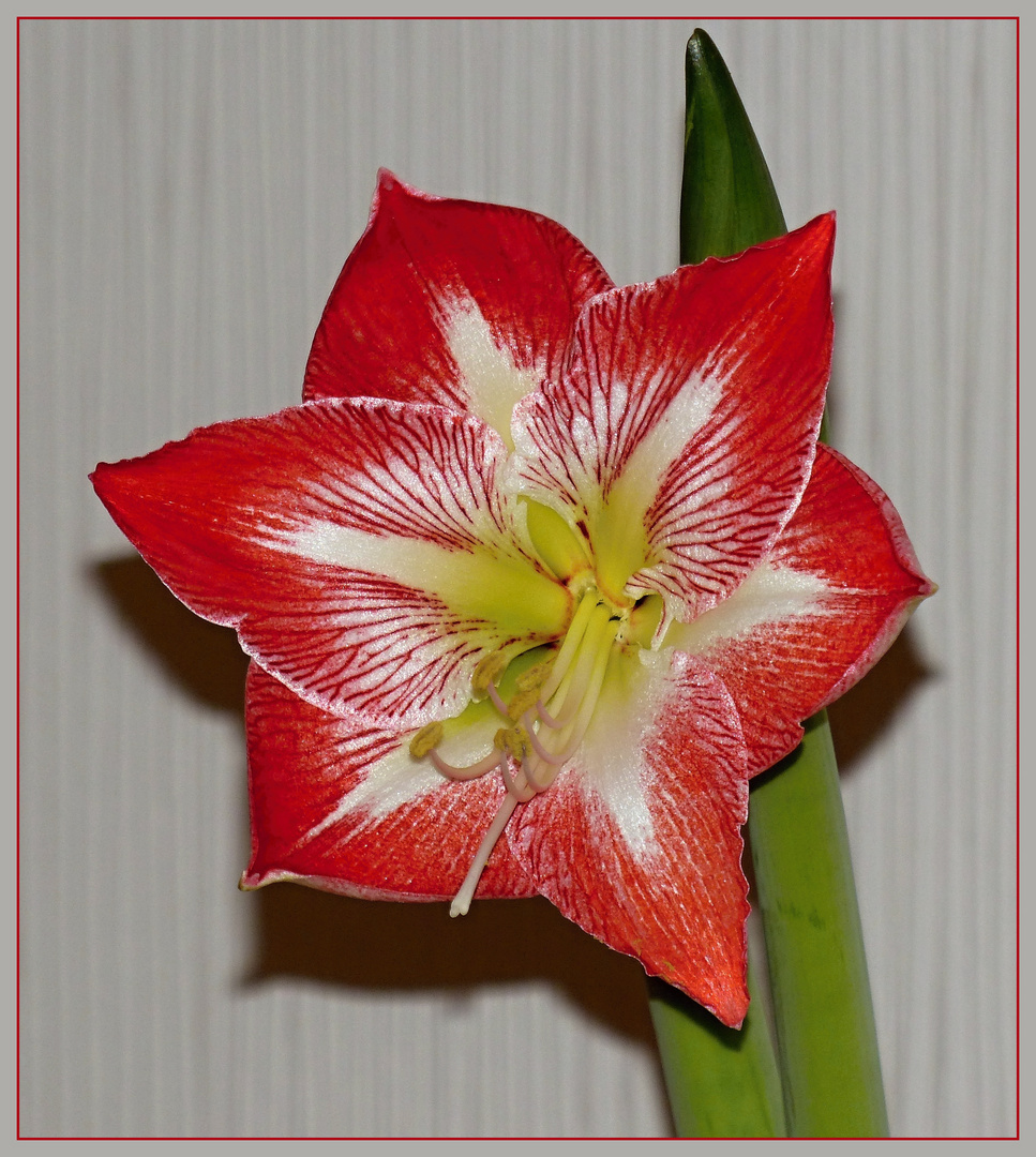 Ritterstern oder Amaryllis rot-weiss