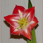 Ritterstern oder Amaryllis rot-weiss