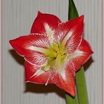 Ritterstern oder Amaryllis rot-weiss