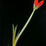 Rittersterne (Hippeastrum)