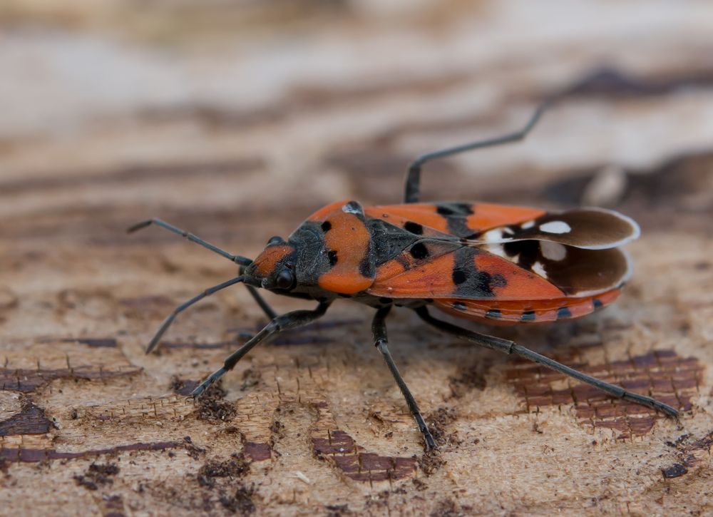 Ritterwanze (Lygaeus equestris)