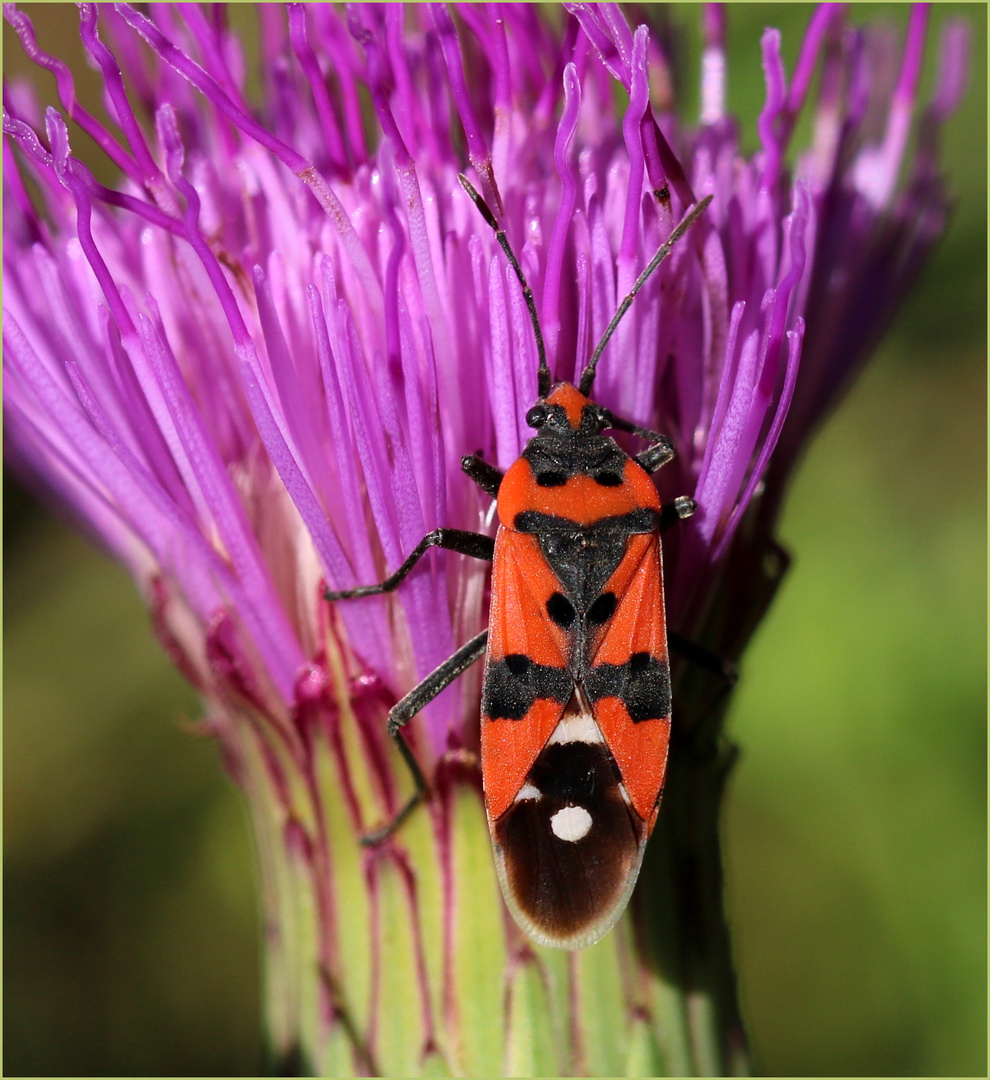 Ritterwanze (Lygaeus equestris).