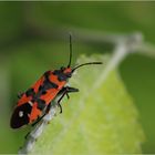 Ritterwanze (Lygaeus equestris).