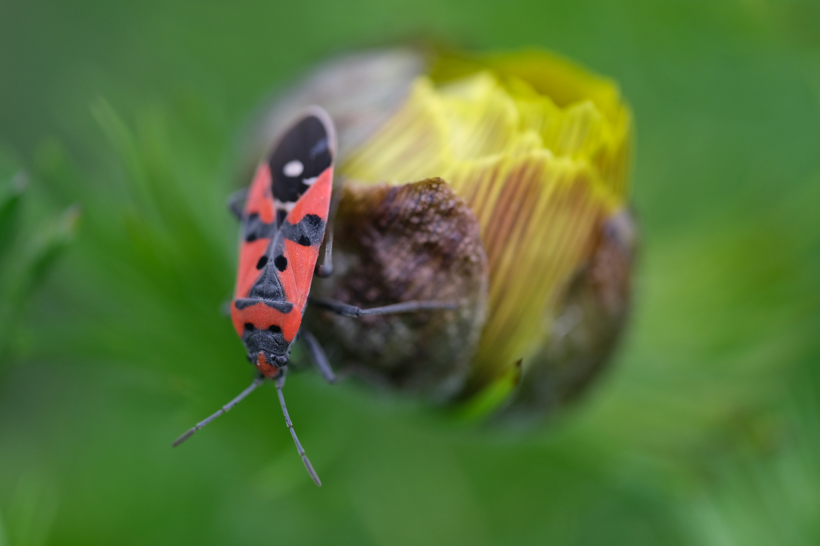 Ritterwanze (Lygaeus equestris) auf Frühlingsadonisröschenknospe (Adonis vernalis)