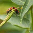 Ritterwanze (Lygaeus equestris) bei der Paarung