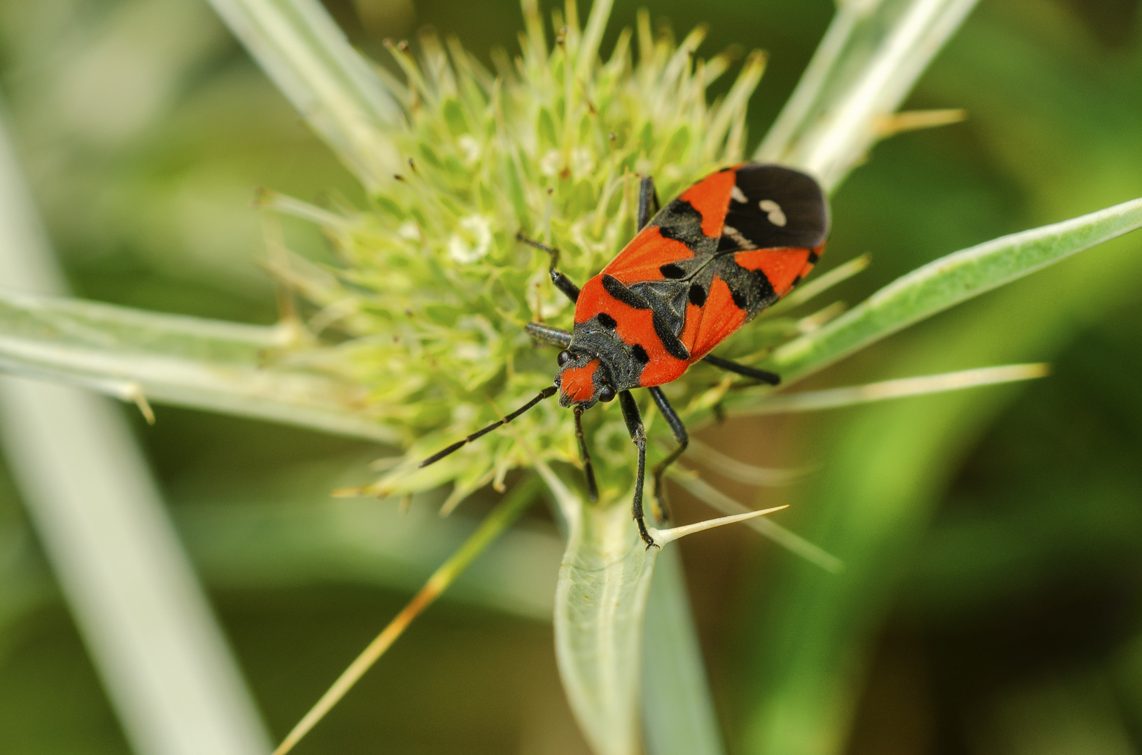 Ritterwanze (Lygaeus equestris)