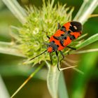 Ritterwanze (Lygaeus equestris)