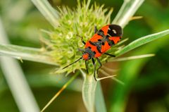 Ritterwanze (Lygaeus equestris)