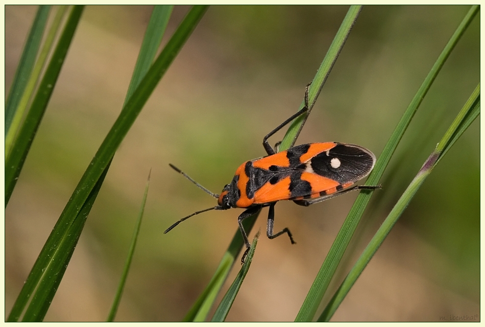 Ritterwanze (Lygaeus equestris)