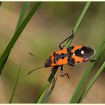 Ritterwanze (Lygaeus equestris)