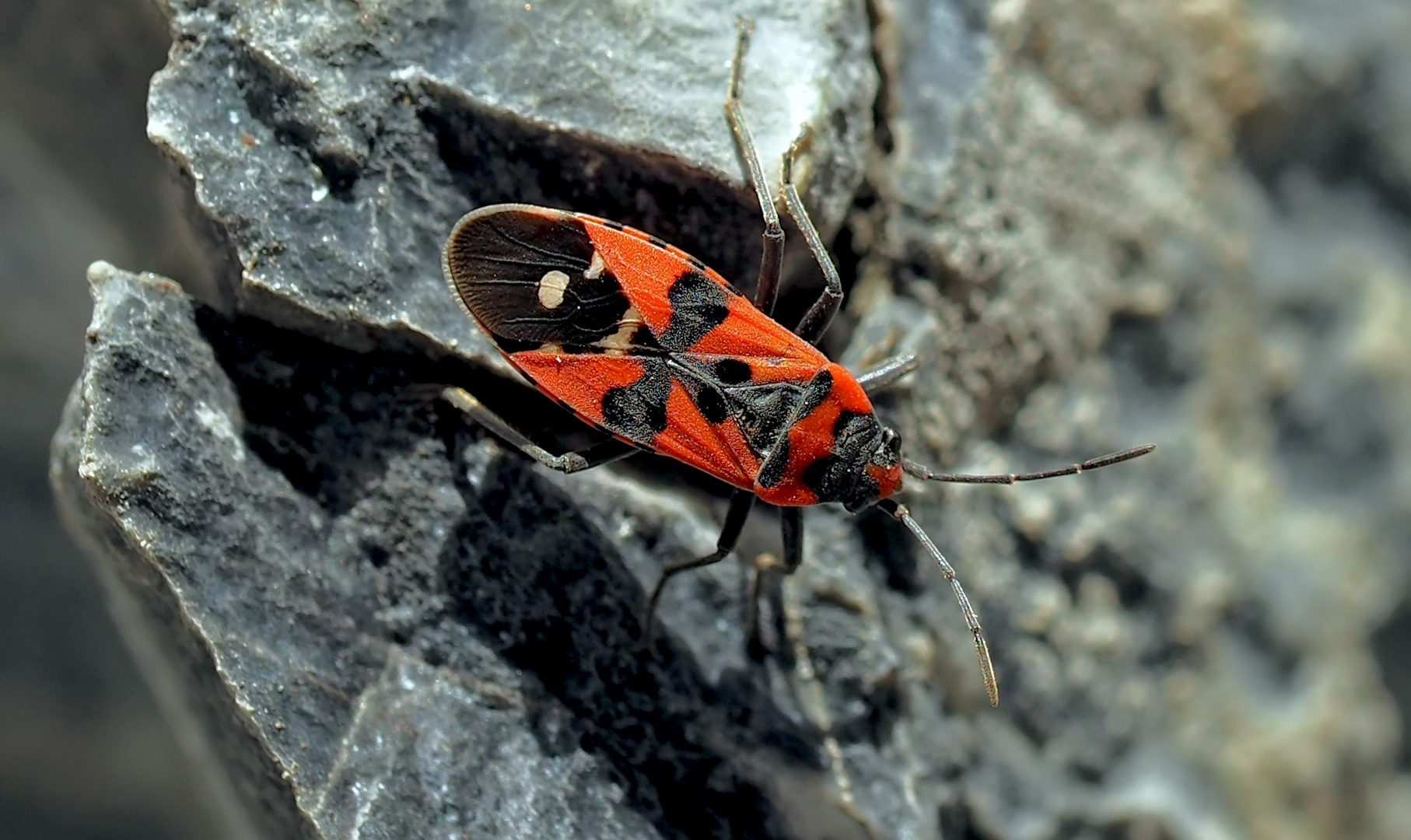 Ritterwanze (Lygaeus equestris) im November! - Quelques couleurs contre le november-blues!