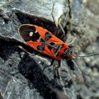 Ritterwanze (Lygaeus equestris) im November! - Quelques couleurs contre le november-blues!