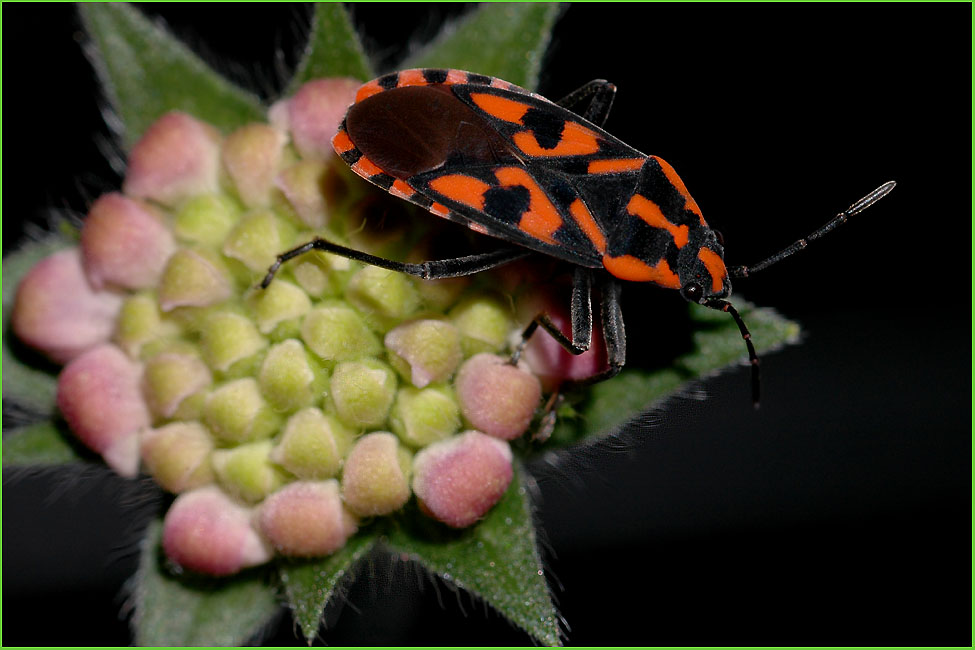 Ritterwanze - Lygaeus saxatilis