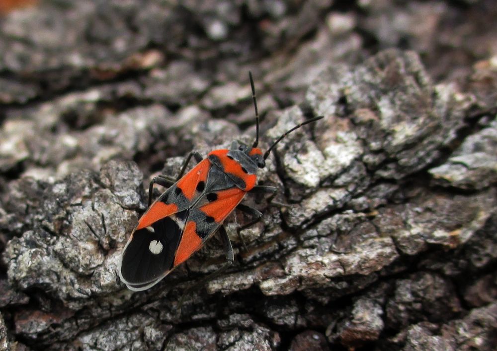 Ritterwanze (Lygaeus sp.)