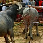 Ritual - Toraja