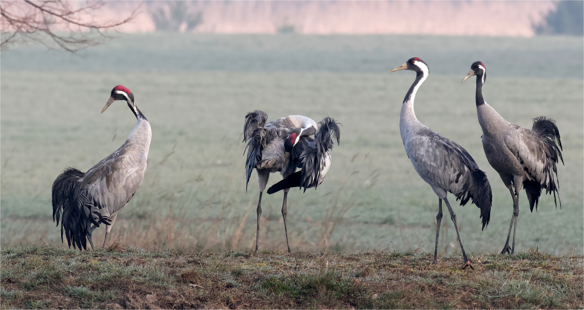 Rituale... Putzen am Morgen... Kraniche, Grus grus