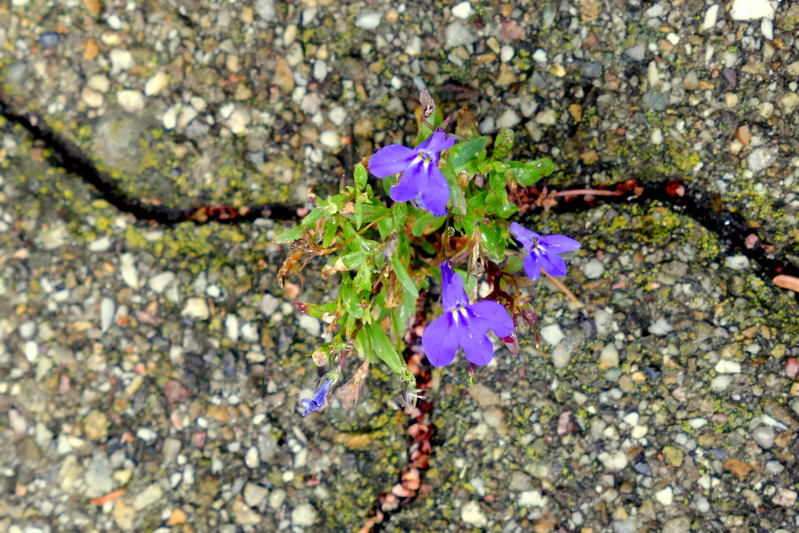 Ritzenblume :  Männertreu