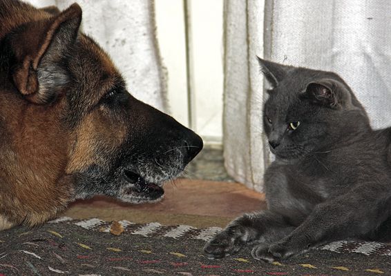 Riunione di condominio