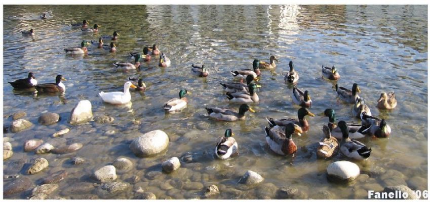 Riunione... paperissimaaaa!!!