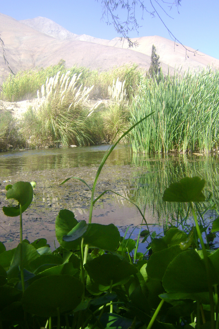 Rivadavia-Valle de Elqui- Chile