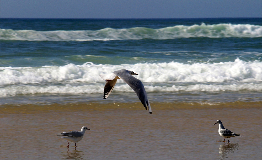 Rivage landais - 4 -- Mouettes en bord de mer