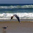 Rivage landais - 4 -- Mouettes en bord de mer