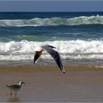 Rivage landais - 4 -- Mouettes en bord de mer