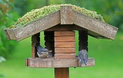 Rivalen am Futterhaus