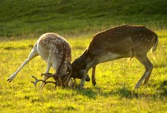 Rivalen der Wildbahn