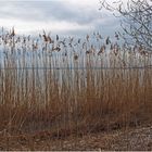 Rive aux roseaux  --  Le Lac de Garde près de Manerba