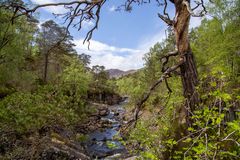 River Affric