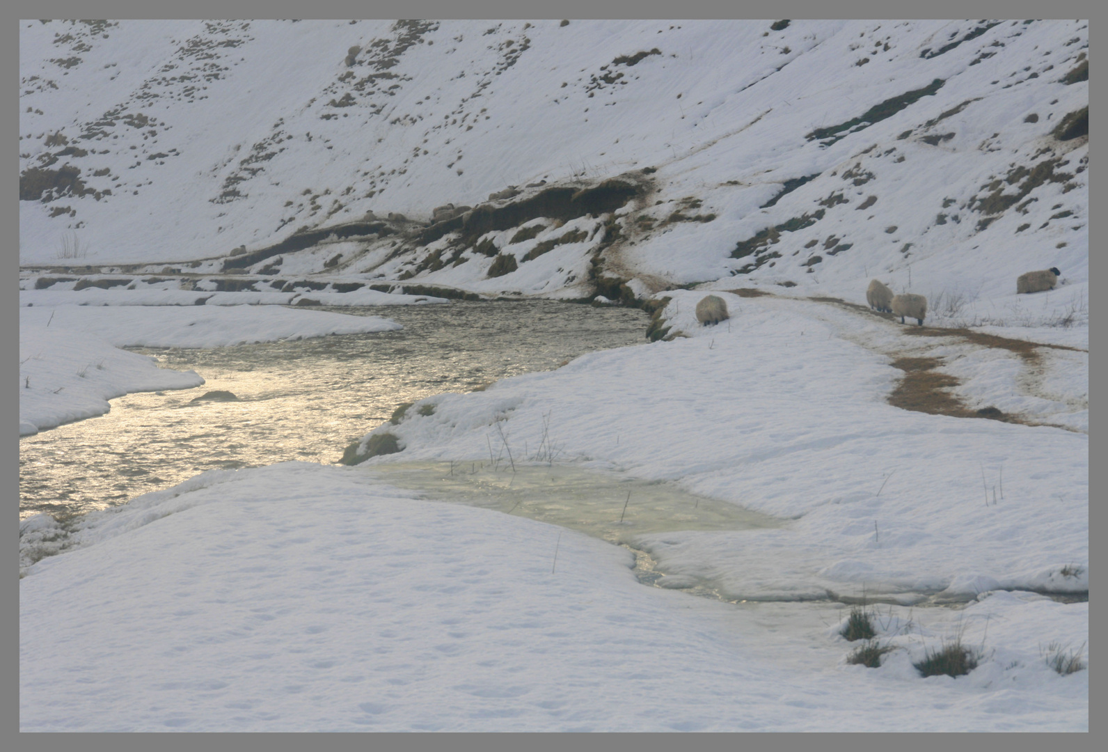 River Alwin near Clennell 2