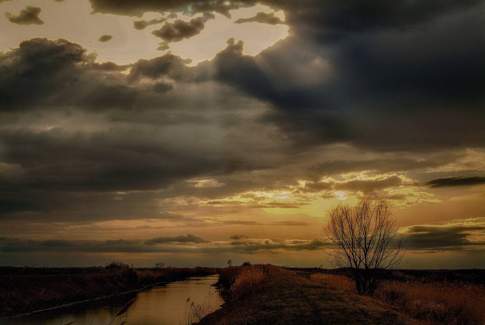 River and tree