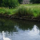 River at Bibury, Cotswolds