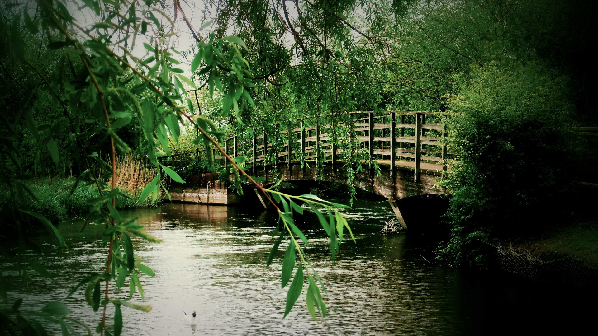 River Avon Foto & Bild park, steg, natur Bilder auf