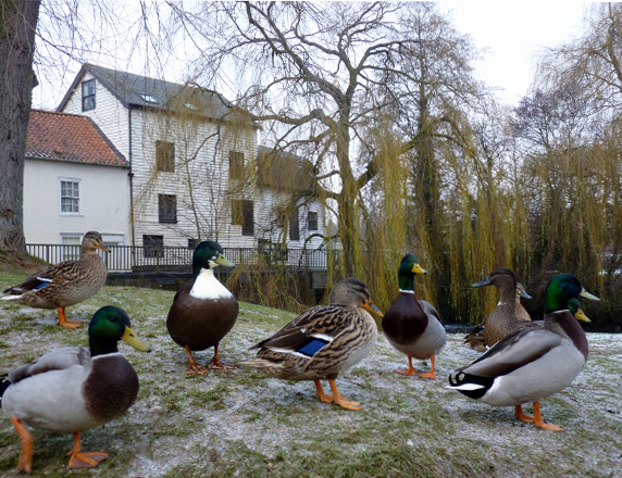 River Bank Wonderland