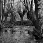 River Bend (wetlands series)