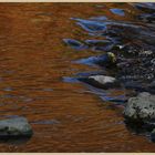 River breamish near Ingram 4