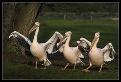 River Dance