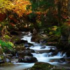 River flowing in the forest